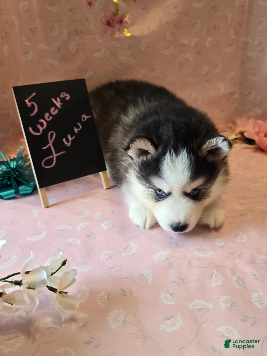 Pomsky dogs for sale: Luna - Ad 4