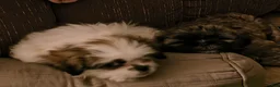 Shih Tzu dogs for sale: Shih Tzu Puppy 2 'Hope' - Ad 3