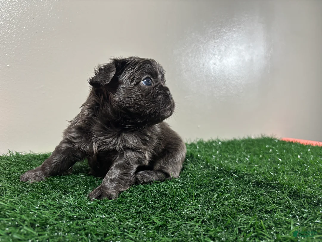 French Bulldog dogs for sale: Zoe - Ad 3