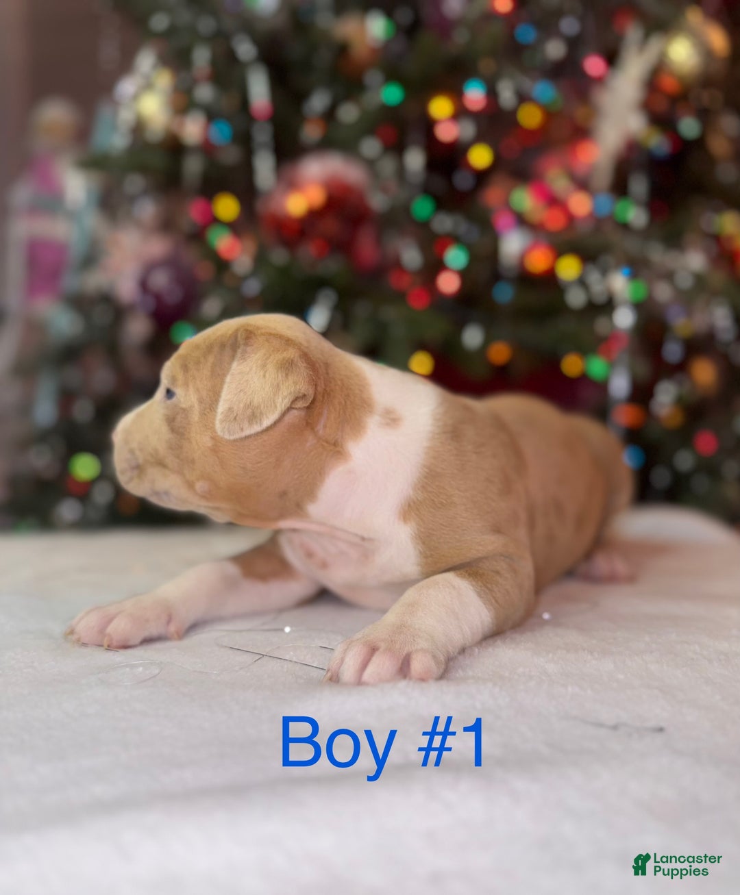 American Bully dogs for sale: American Bully Puppy 5 - Ad 2
