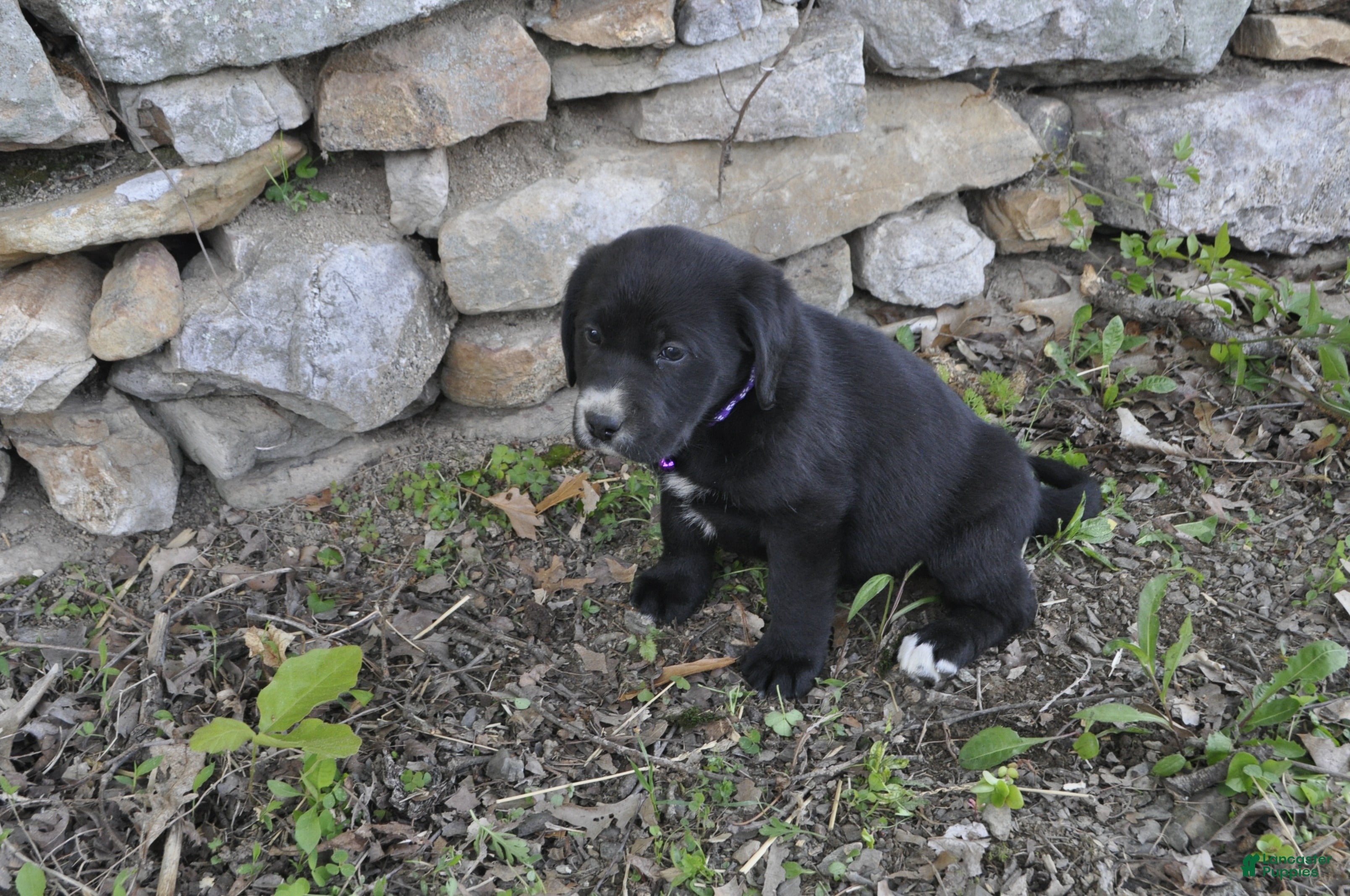Mixed Breed dogs Blossom - Ad 2