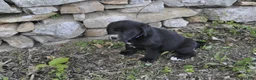 Mixed Breed dogs for sale: Blossom - Ad 2