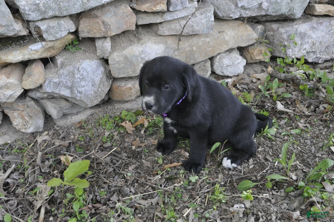 Mixed Breed dogs for sale: Blossom - Ad 2
