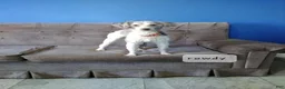 Cavapoo dogs for sale: Wendy - Ad 11