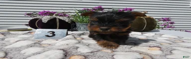 Yorkshire Terrier 3 Tiny
