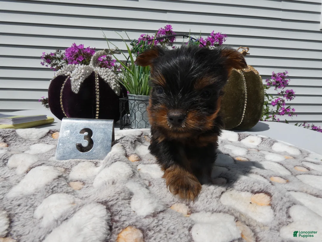 Yorkshire Terrier dogs for sale: Yorkshire Terrier 3 Tiny - Ad 1
