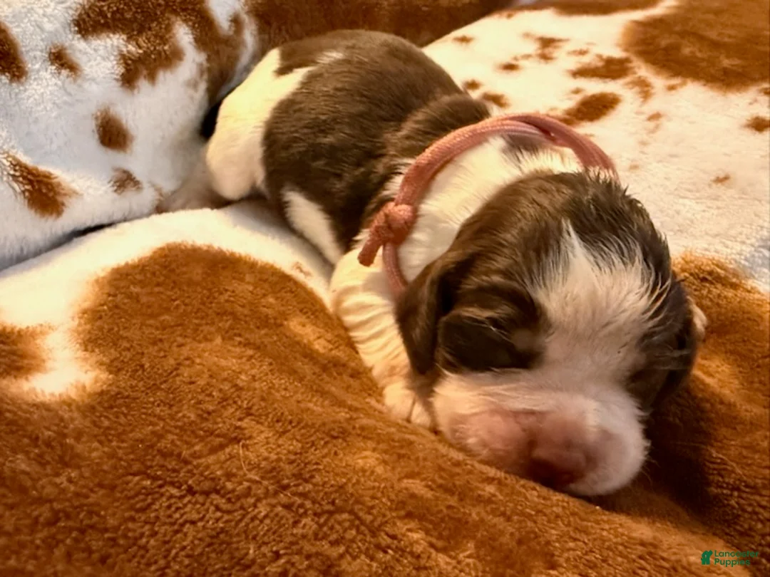 English Springer Spaniel dogs for sale: Pink girl liver Tri roan-Female - Ad 4