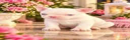 French Bulldog dogs for sale: Pink Bear  - Ad 16