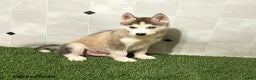 Siberian Husky dogs for sale: Oliver - Ad 4