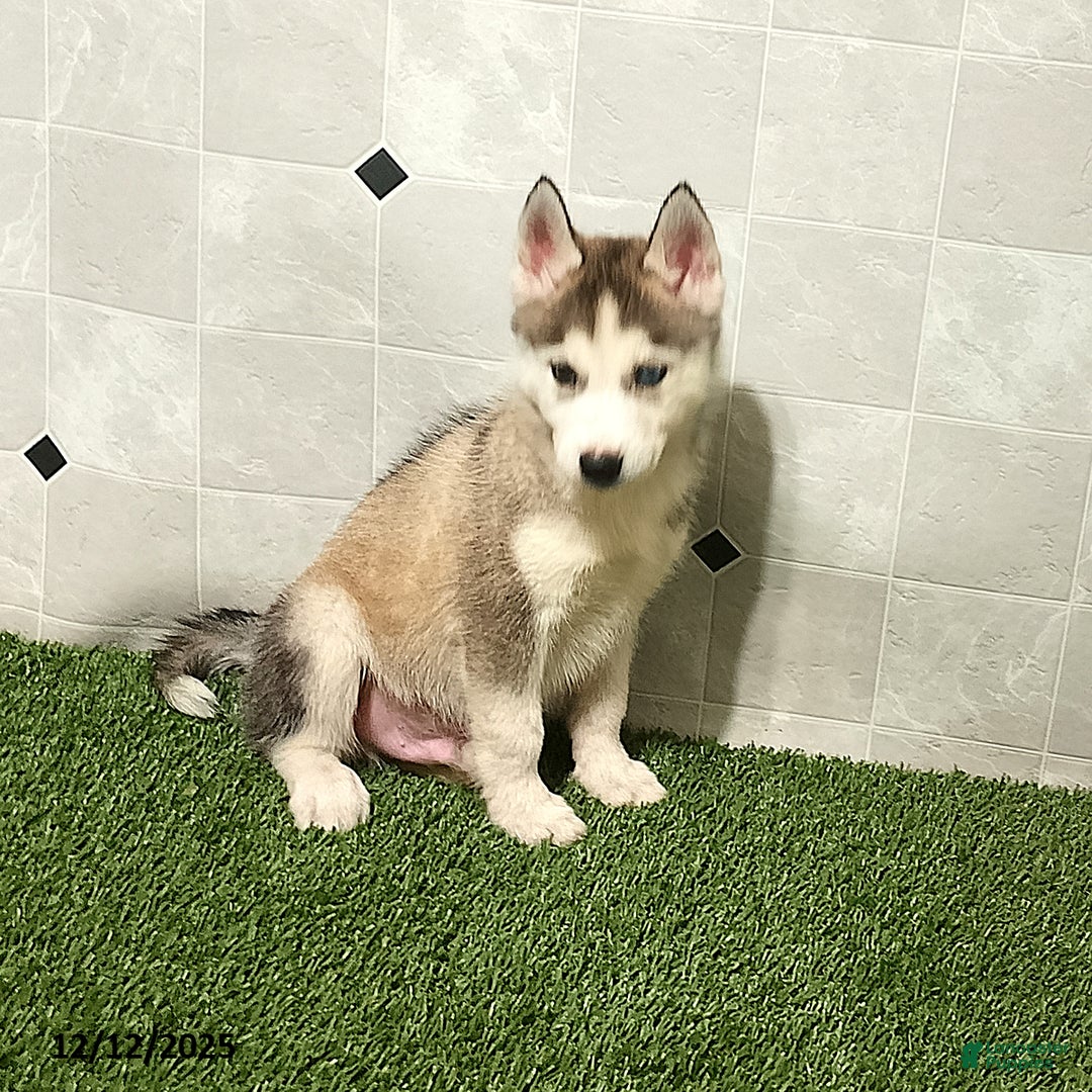 Siberian Husky dogs for sale: Oliver - Ad 4