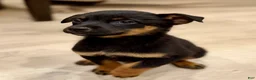 Mixed Breed dogs for sale: boy 5 Mr. Bean - Ad 1