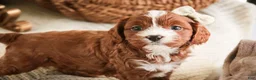Cavapoo dogs for sale: Harmony - Ad 6