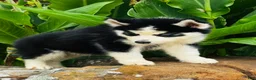 Siberian Husky dogs for sale: Romney - Ad 13