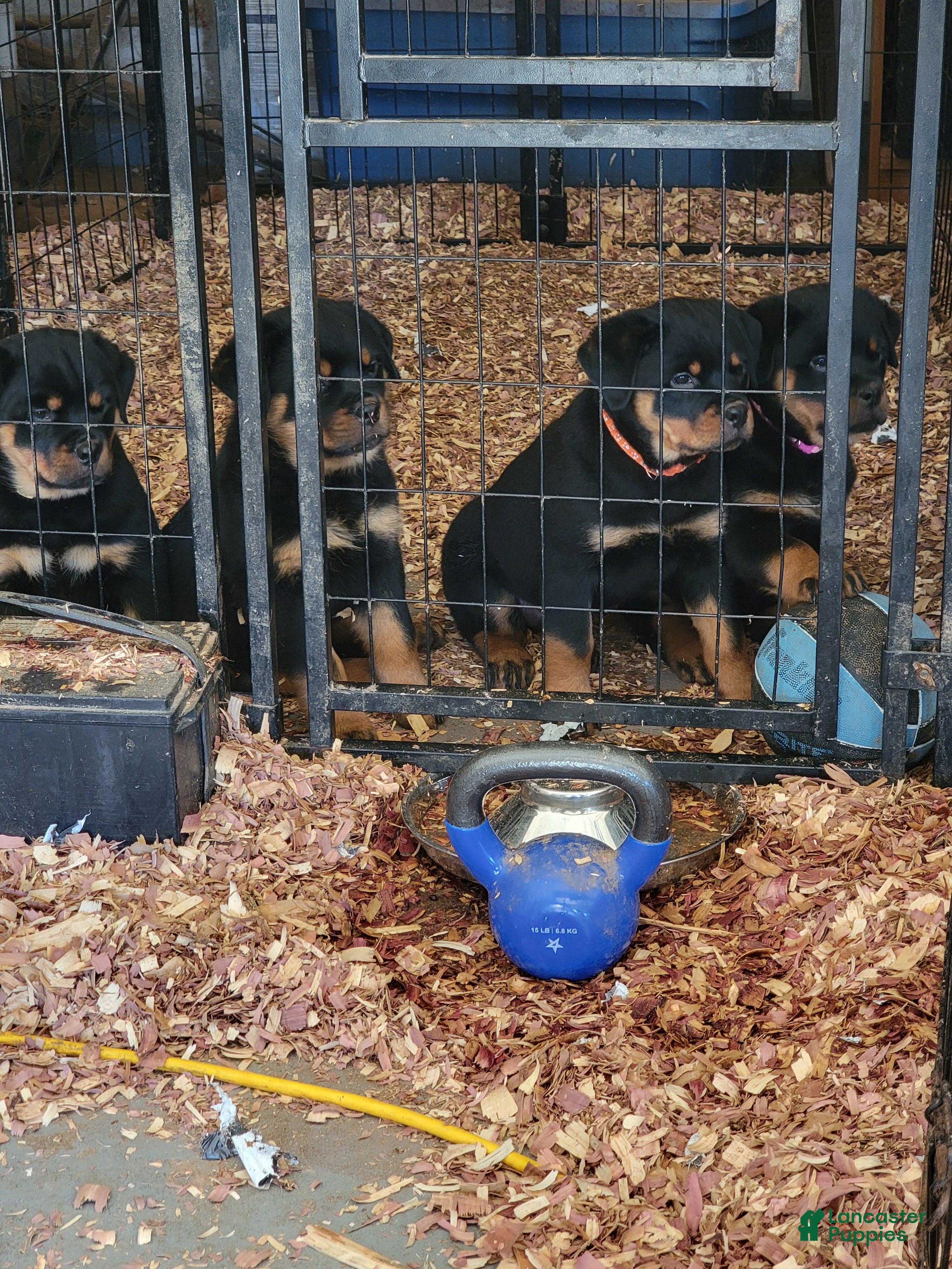 Rottweiler dogs Rottweiler Puppy 3 - Ad 3