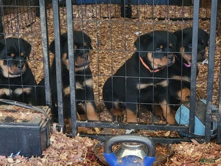 Rottweiler dogs Rottweiler Puppy 3 - Ad 2
