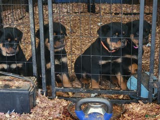 Rottweiler dogs Rottweiler Puppy 3 - Ad 1