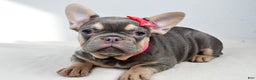 French Bulldog dogs for sale: Clover  - Ad 3