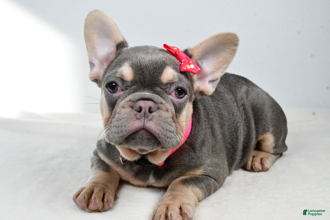 French Bulldog dogs for sale: Clover  - Ad 3