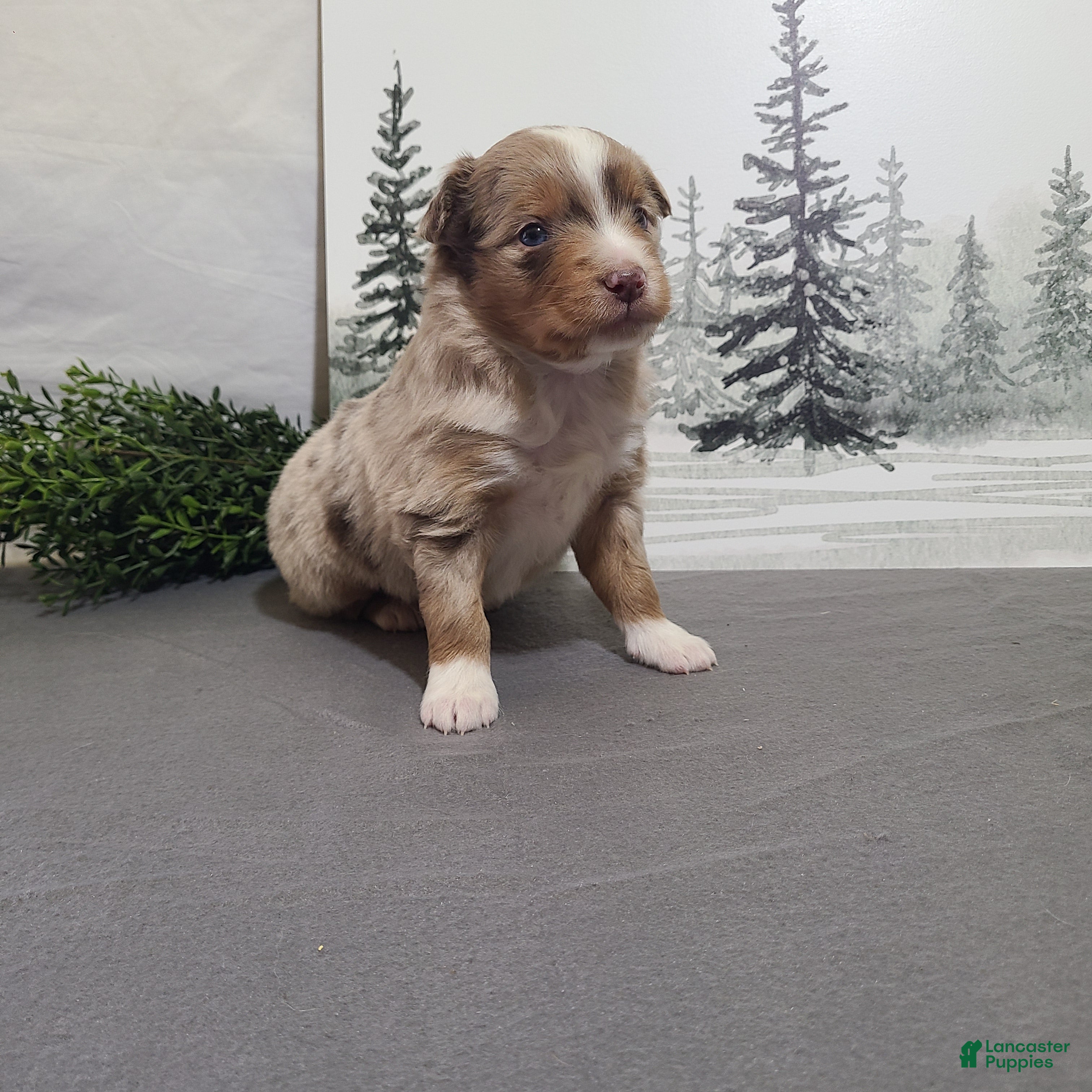 Miniature Australian Shepherd dogs Apple - Ad 23