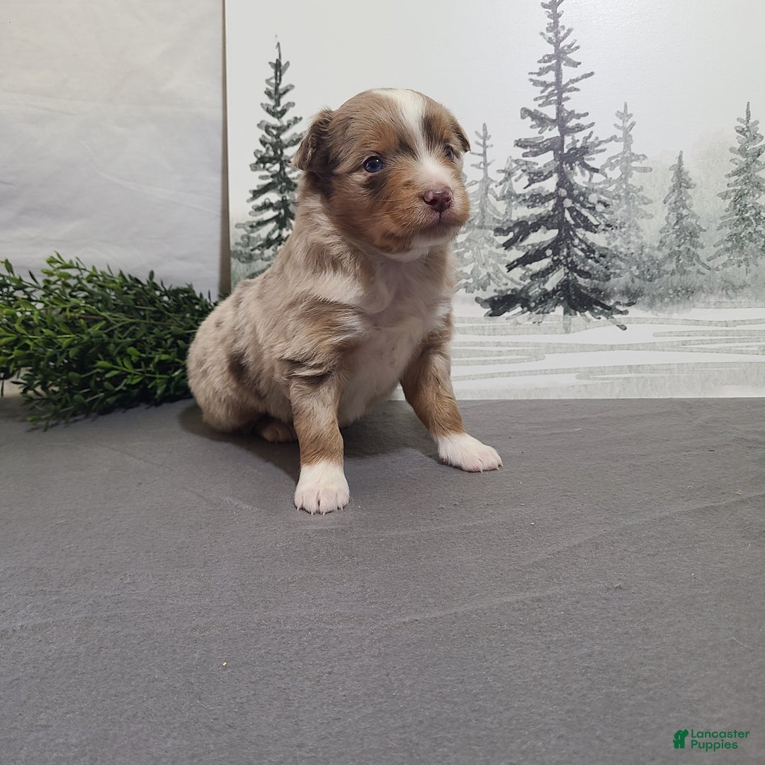 Miniature Australian Shepherd dogs for sale: Apple - Ad 1