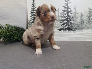 Miniature Australian Shepherd dogs Apple - Ad 23