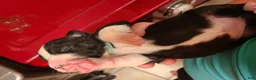 Mixed Breed dogs for sale: Taffy - Ad 3