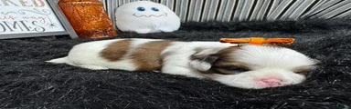 Shih Tzu 4