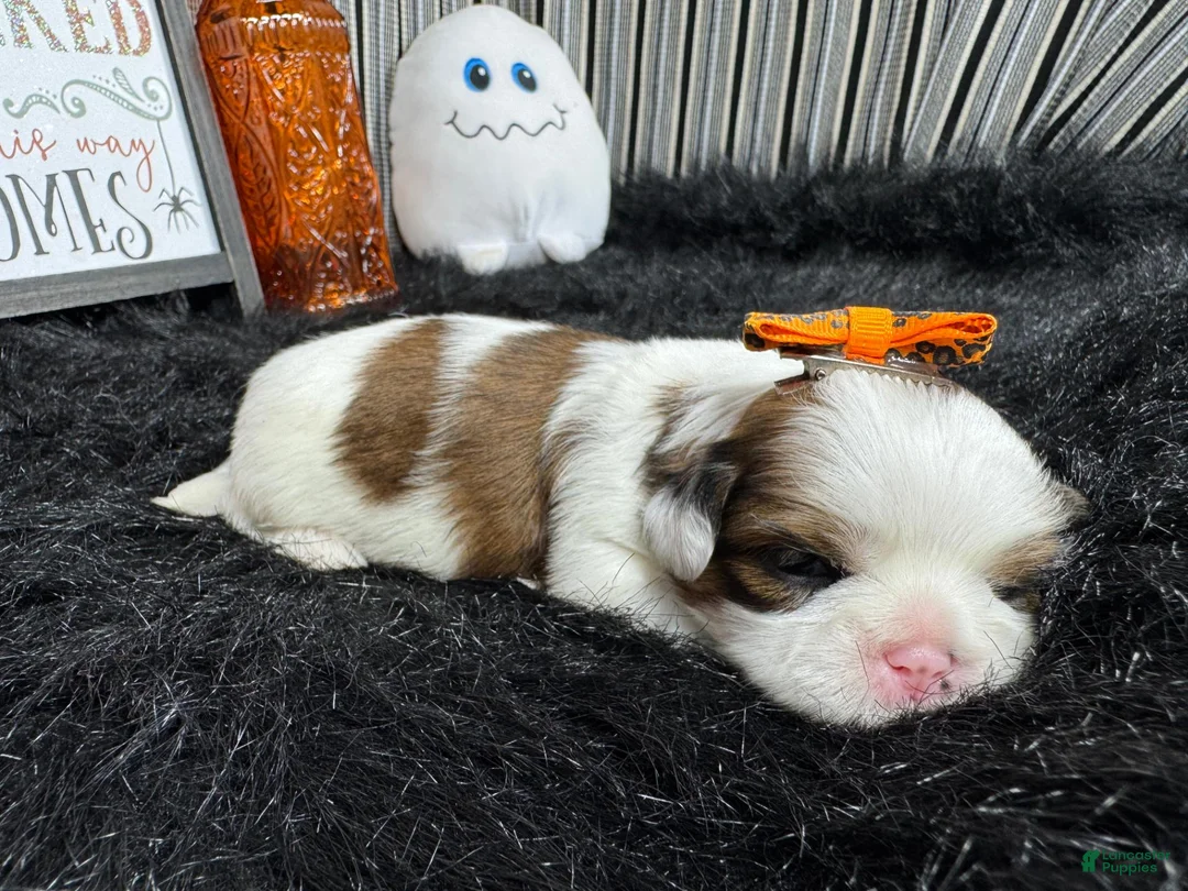 Shih Tzu dogs for sale: Shih Tzu 4 - Ad 1