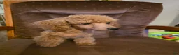 Toy Poodle dogs for sale: Rocky  - Ad 4