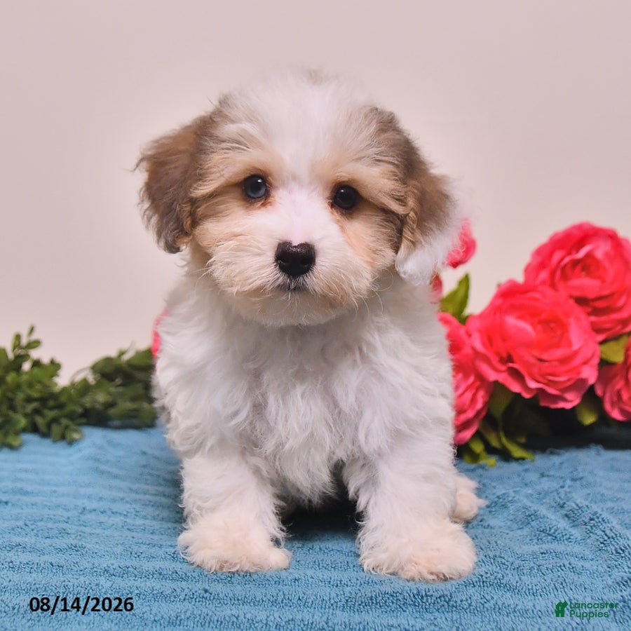 Yorkiepoo dogs Rocco - Ad 1