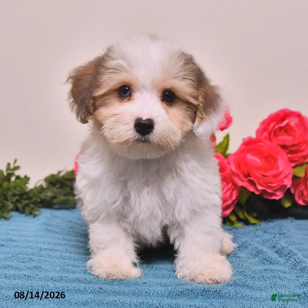 Yorkiepoo dogs for sale: Rocco - Ad 1