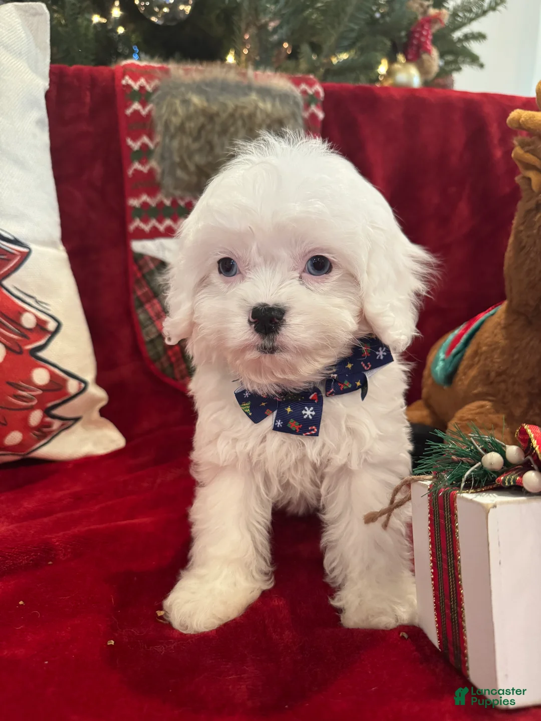 Cavapoo dogs for sale: Dolly - Ad 1