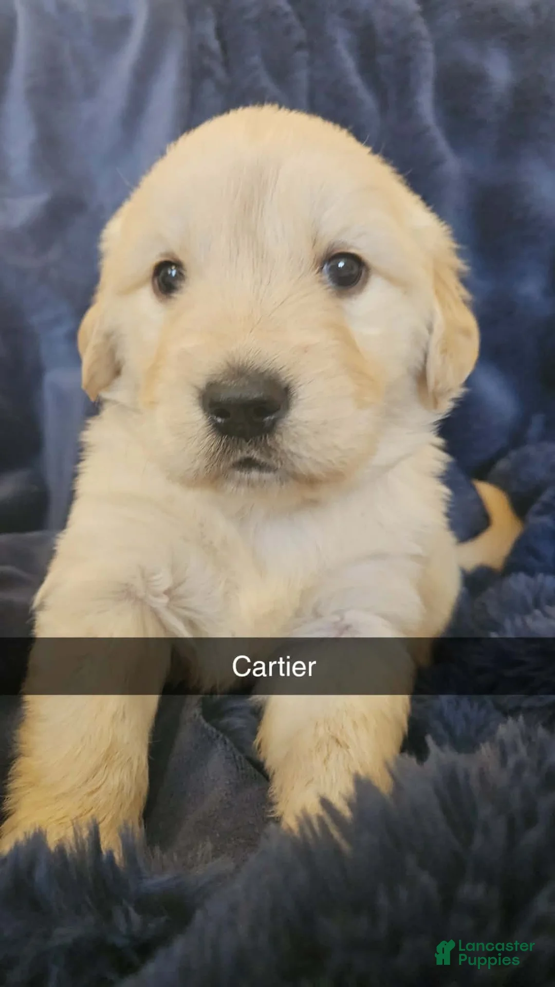 Golden Retriever dogs for sale: Golden Retriever Puppy 5 - Ad 1