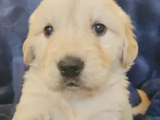 Golden Retriever dogs Golden Retriever Puppy 5 - Ad 28