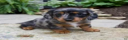 Miniature Dachshund dogs for sale: Gabby - Ad 3