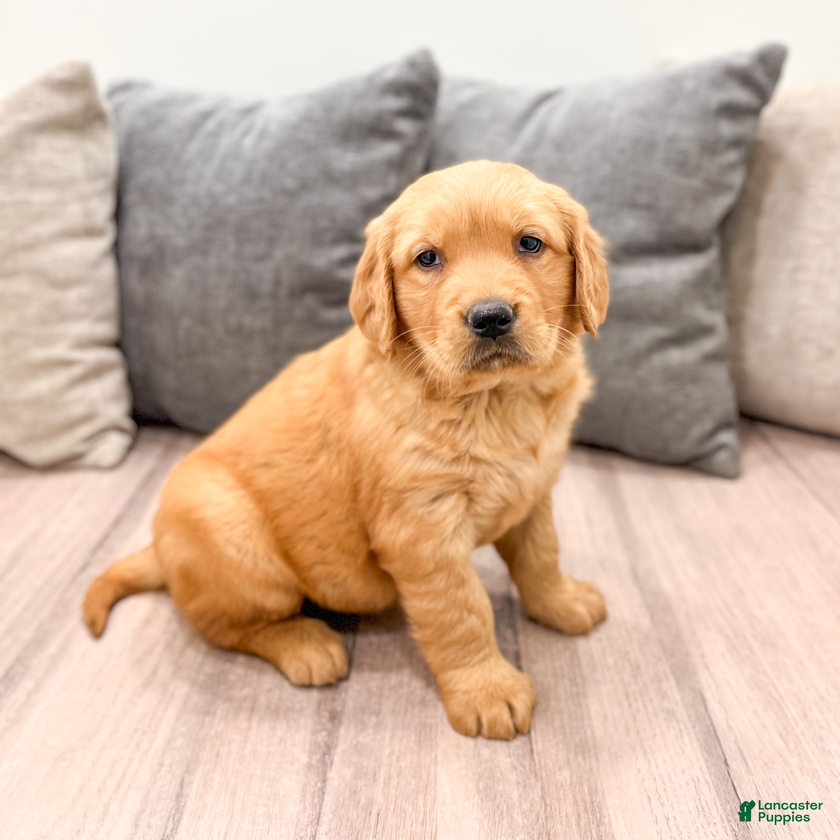 Golden Retriever dogs Hanna - Ad 1