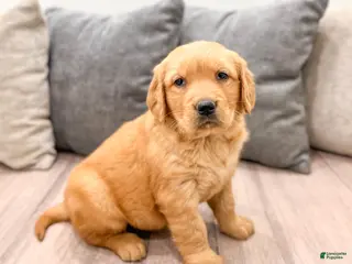 Golden Retriever dogs for sale: Hanna - Ad 4
