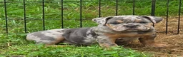 English Bulldog dogs for sale: Sparkle lilac and tan merle  - Ad 9