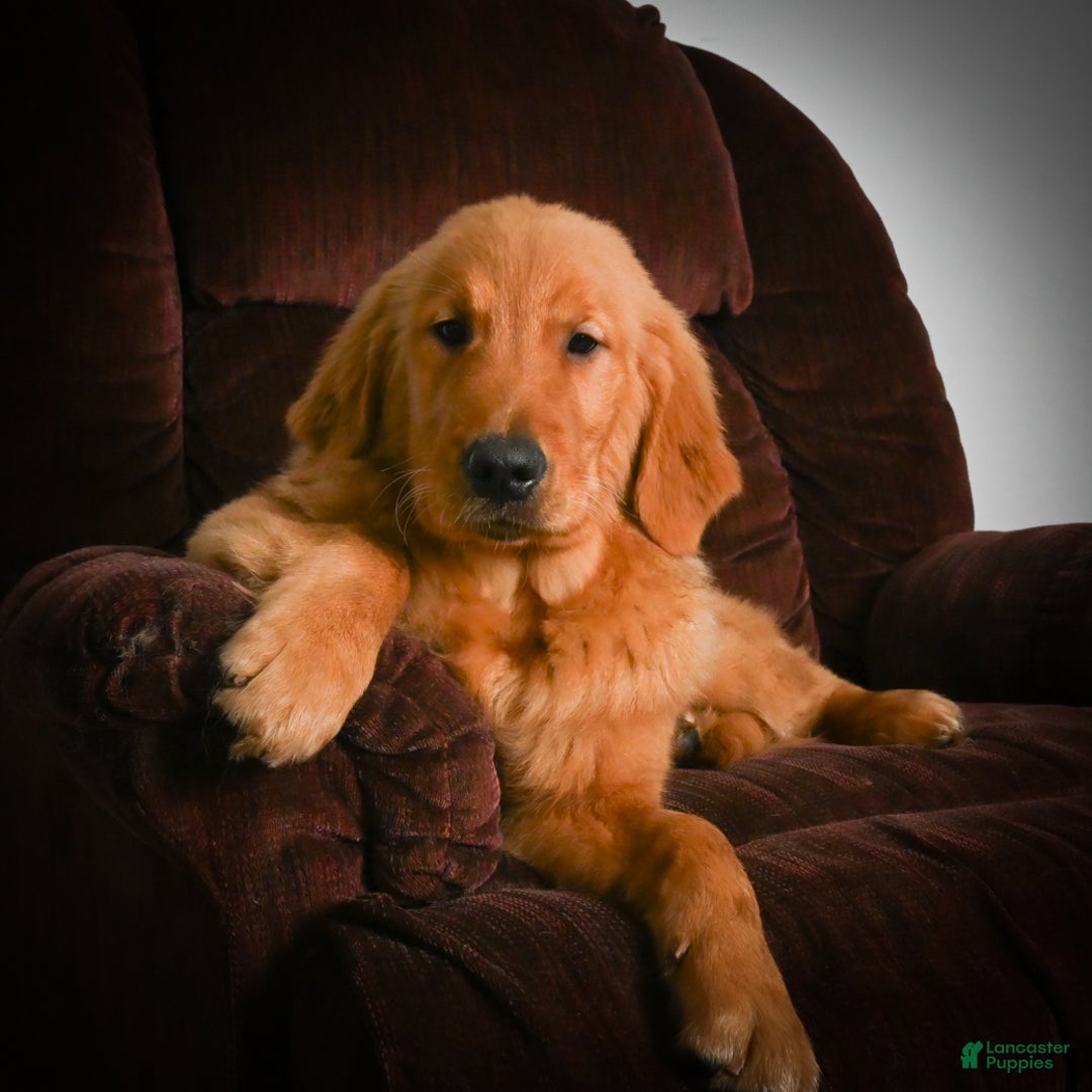 Golden Retriever dogs for sale: Golden Retriever litter of 5 puppies - Ad 13