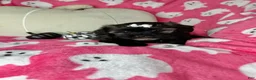 Shihpoo dogs for sale: Lovebug - Ad 4