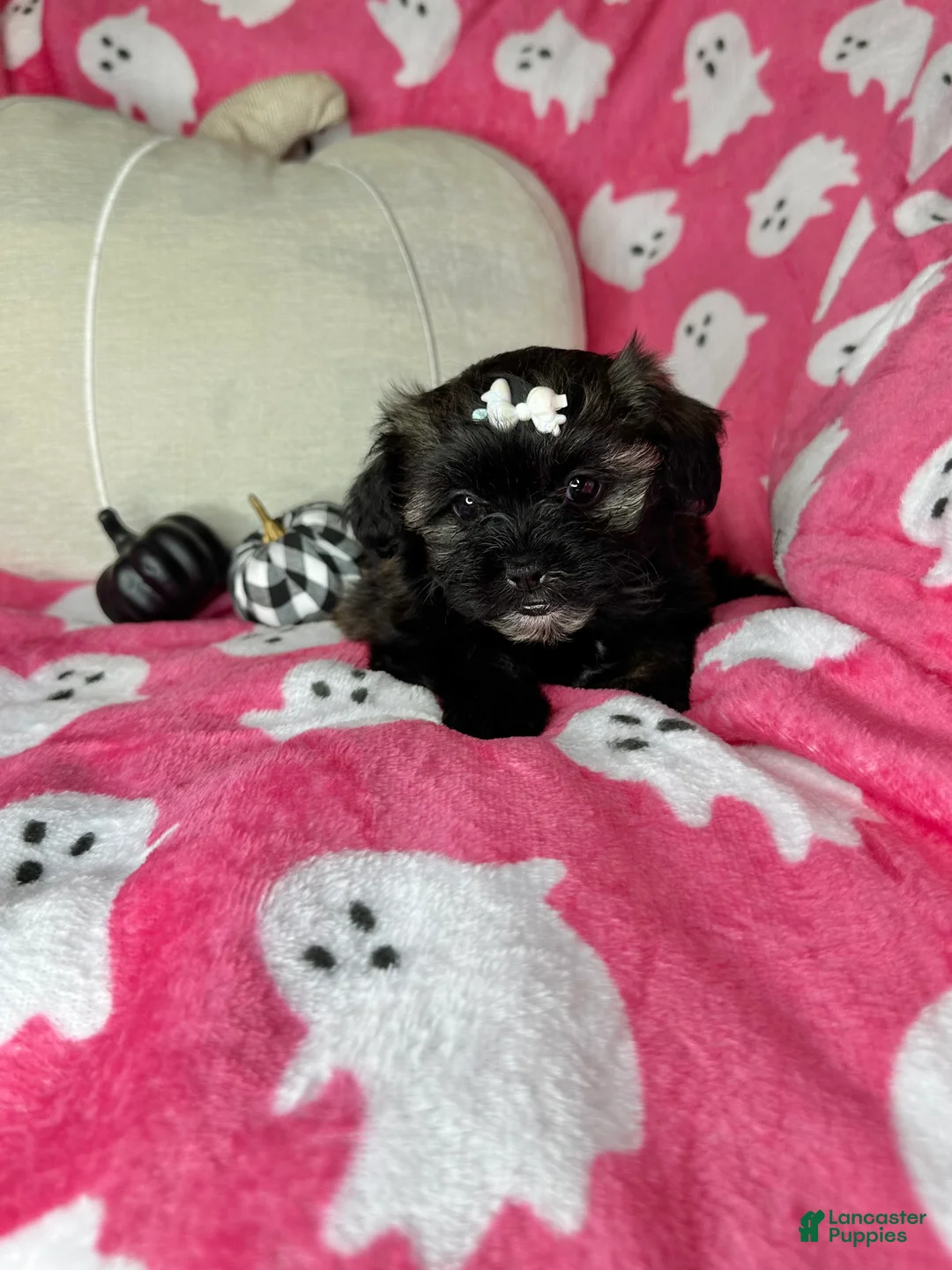Shihpoo dogs for sale: Lovebug - Ad 4