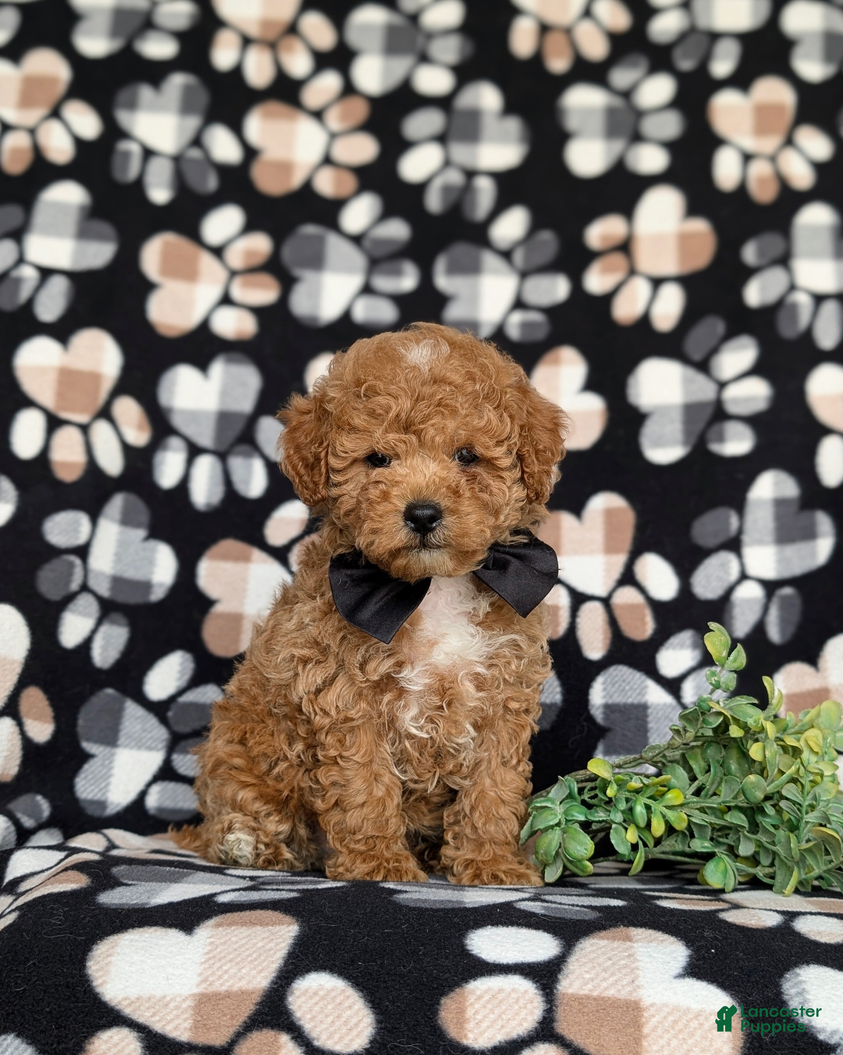 Miniature Poodle dogs for sale: Nyle - Ad 2