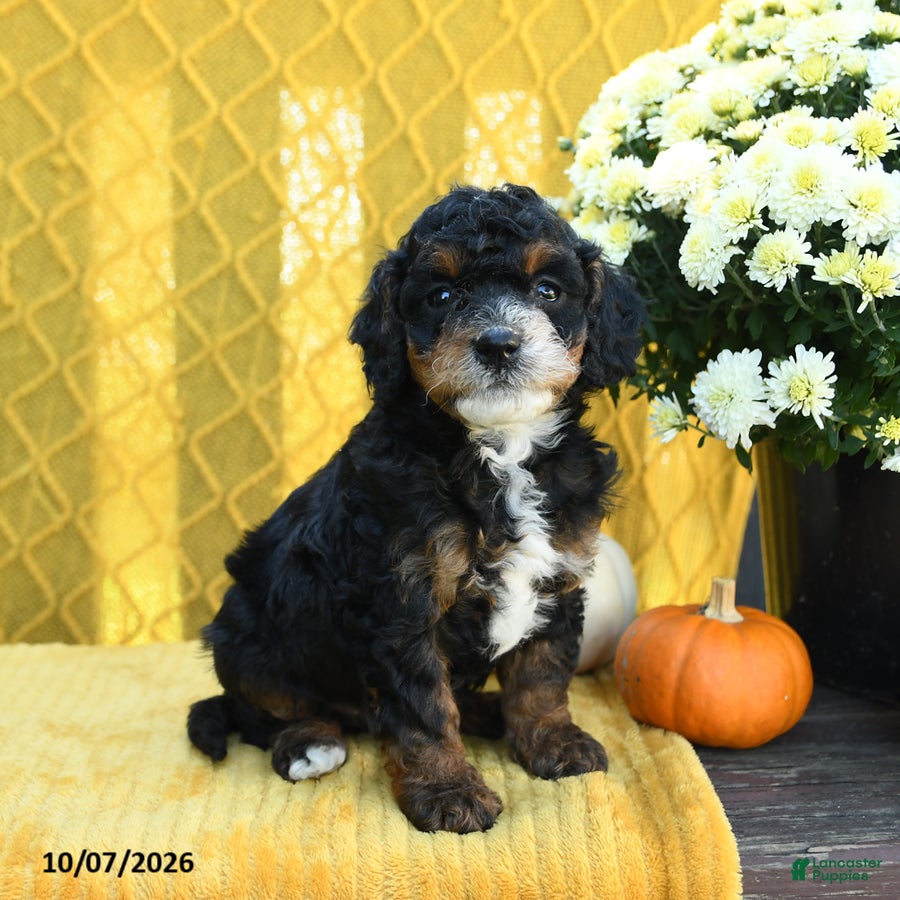 Mini Goldendoodle dogs Peanut - Ad 2