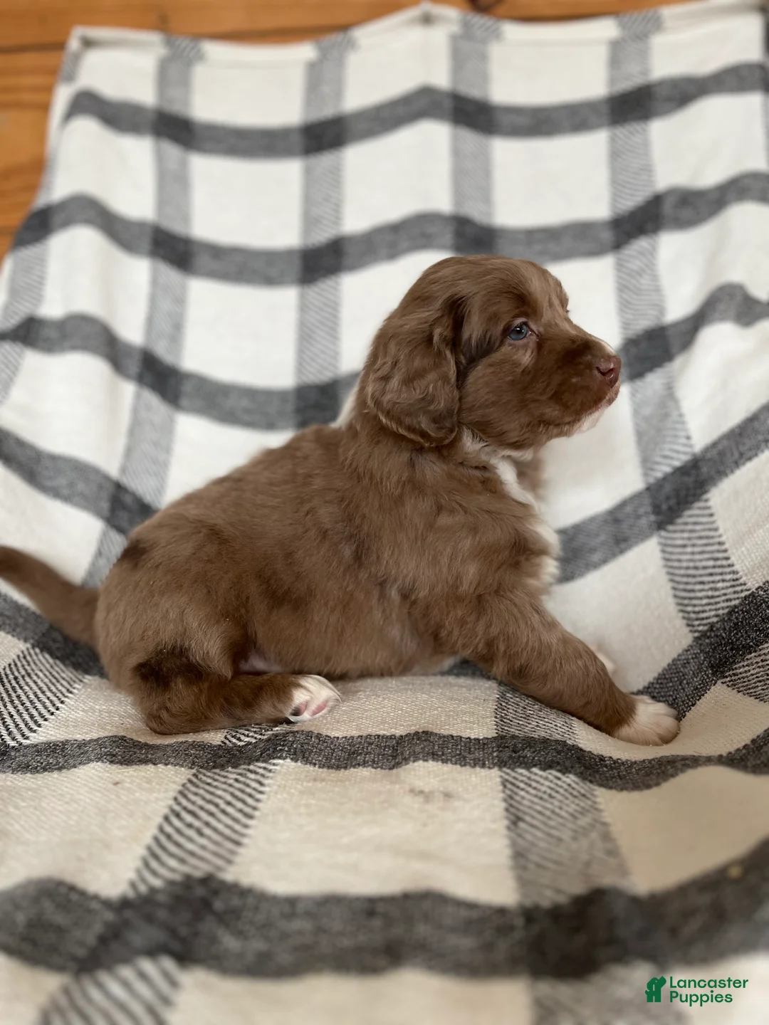 Mixed Breed dogs for sale: Buddy - Ad 5