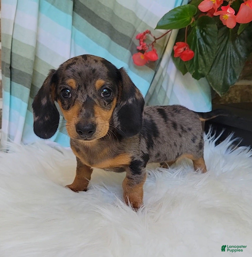 Miniature Dachshund dogs Trigger  - Ad 1