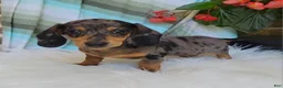 Miniature Dachshund dogs for sale: Trigger  - Ad 3