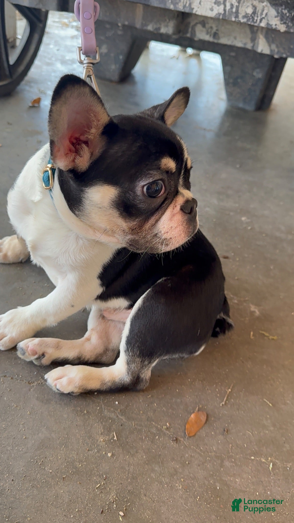 French Bulldog dogs Shadow - Ad 33