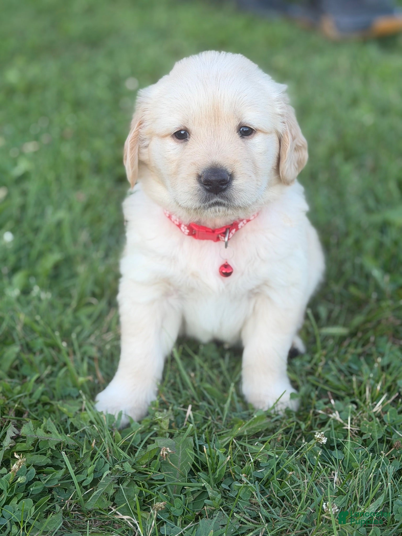 Golden Retriever dogs Golden Retriever 2 - Ad 7