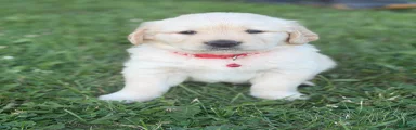 Golden Retriever 2