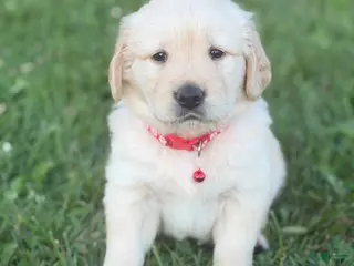 Golden Retriever dogs Golden Retriever 2 - Ad 7